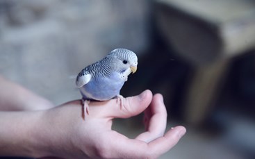 Fugl sidder på hånd